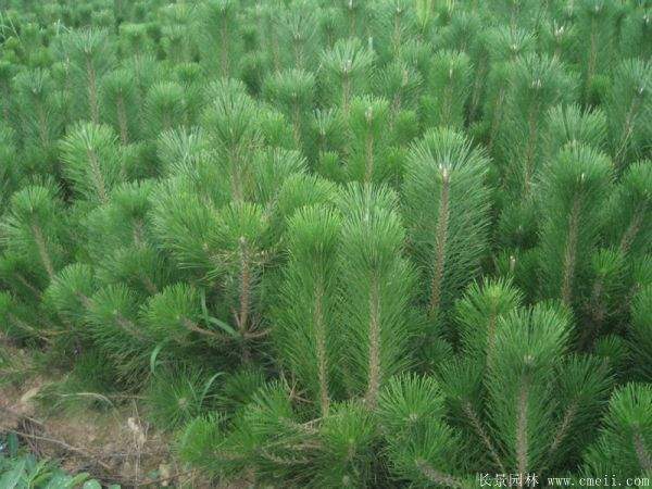 沭陽黑松的價格 沭陽黑松的價格