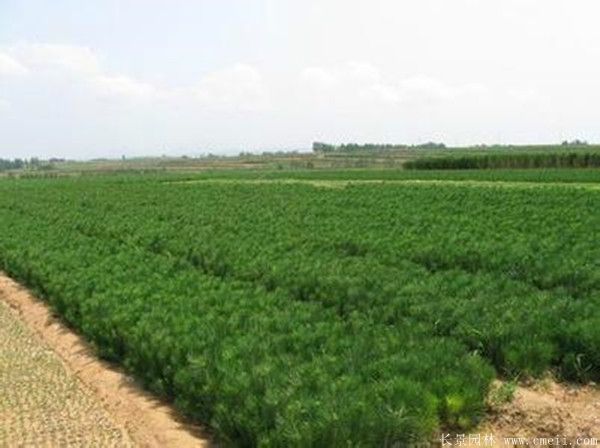 黑松基地 黑松基地