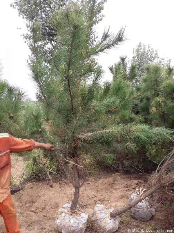 黑松基地 黑松基地