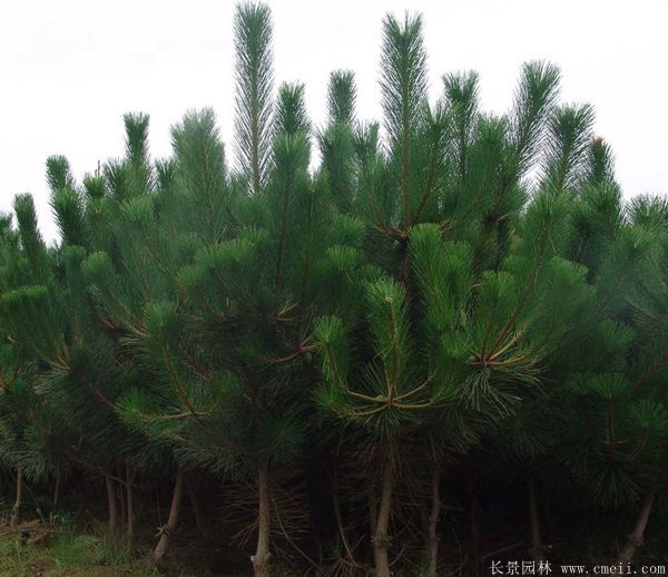 沭陽(yáng)2-8公分直徑的黑松樹(shù) 沭陽(yáng)2-8公分直徑的黑松樹(shù)