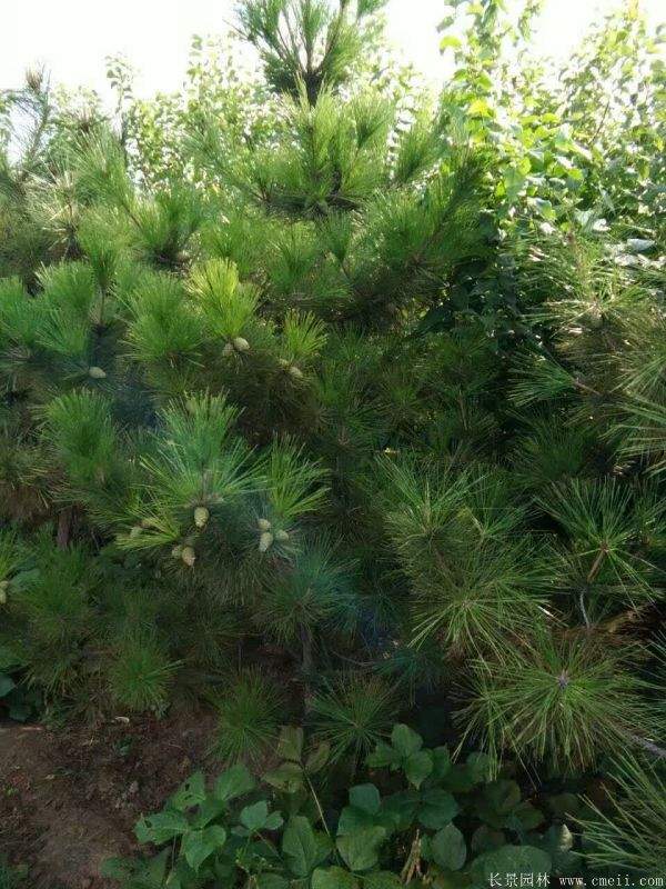 沭陽(yáng)2-8公分直徑的黑松樹(shù) 沭陽(yáng)2-8公分直徑的黑松樹(shù)