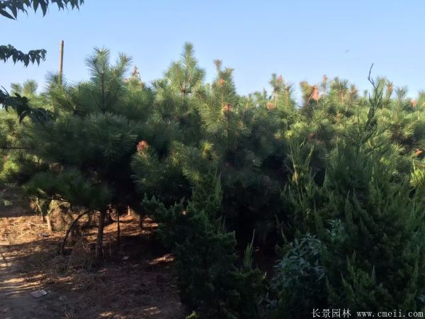 沭陽(yáng)2-8公分直徑的黑松樹(shù) 沭陽(yáng)2-8公分直徑的黑松樹(shù)