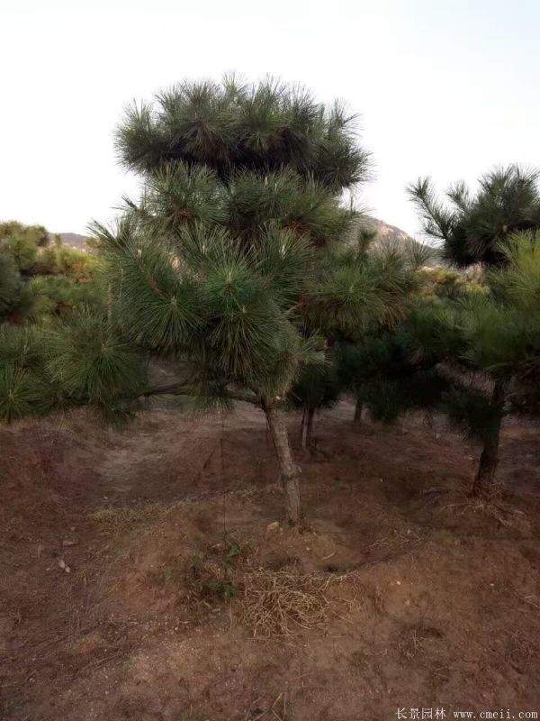 沭陽(yáng)2-8公分直徑的黑松樹(shù) 沭陽(yáng)2-8公分直徑的黑松樹(shù)