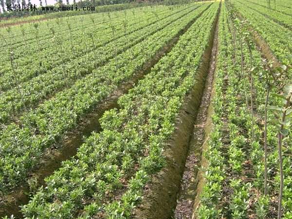 扶芳藤基地照 扶芳藤基地照