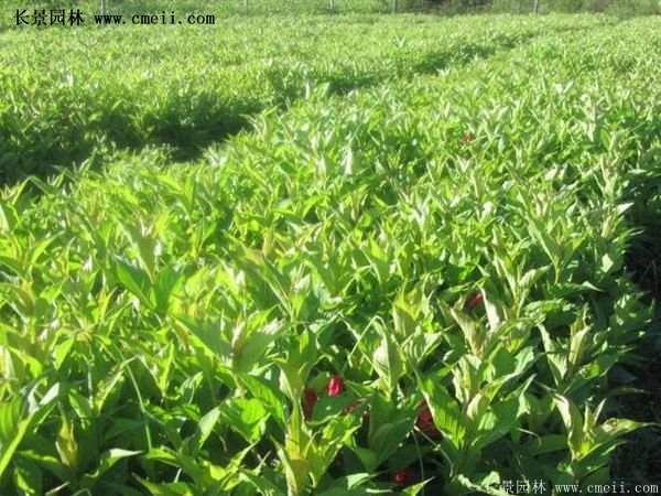 40-70公分高的紅王子錦帶花 40-70公分高的紅王子錦帶花