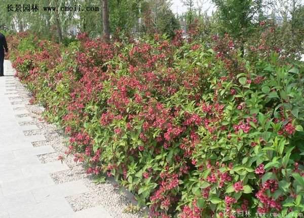 紅王子錦帶修剪方法 紅王子錦帶修剪方法