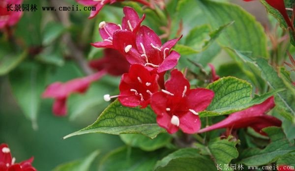 沭陽紅王子錦帶 沭陽紅王子錦帶