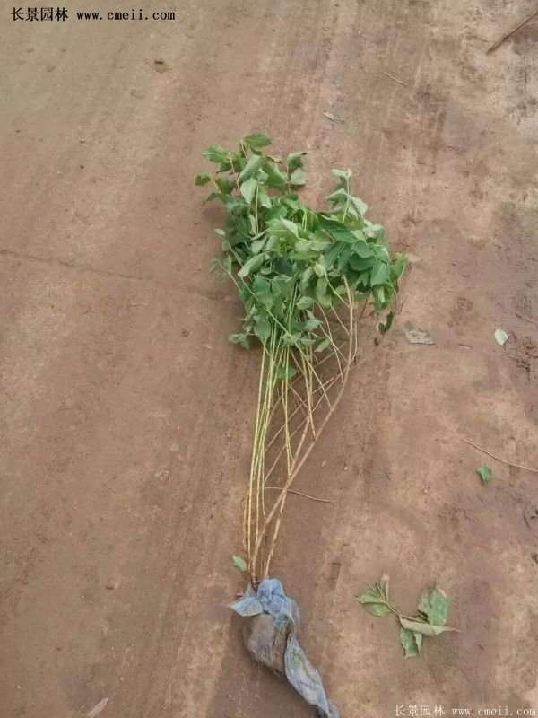 沭陽紅王子錦帶 沭陽紅王子錦帶