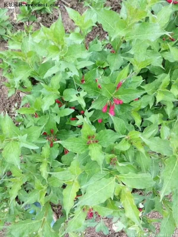 沭陽紅王子錦帶 沭陽紅王子錦帶