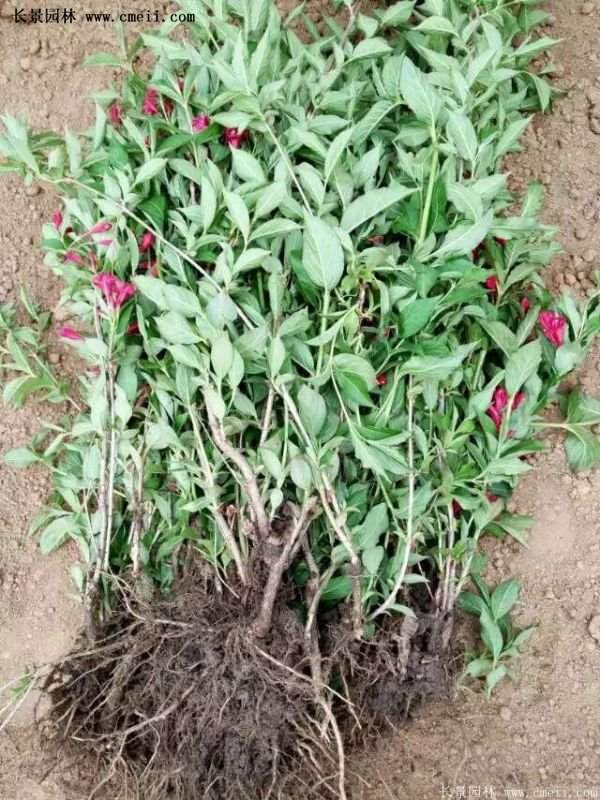 紅王子錦帶價格 紅王子錦帶價格