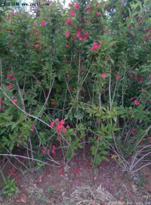 紅王子錦帶品種 紅王子錦帶品種