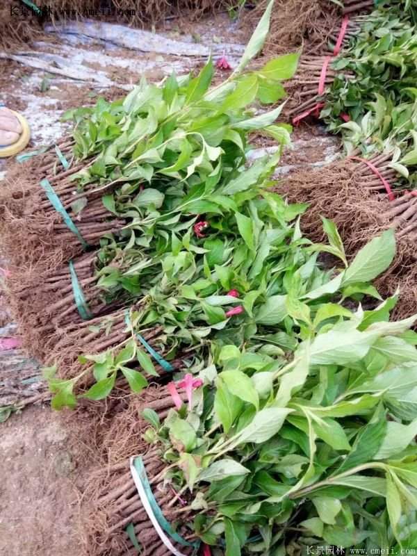 紅王子錦帶規(guī)格 紅王子錦帶規(guī)格