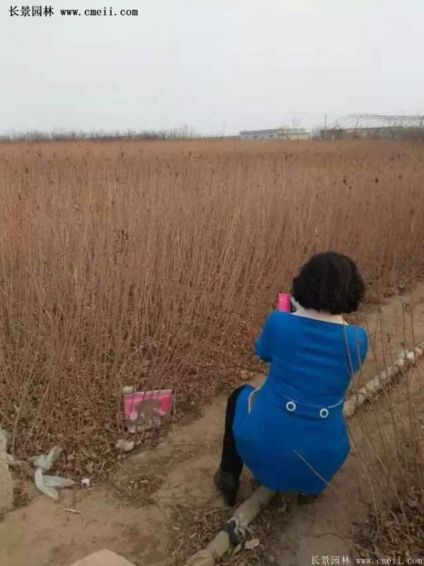 紅王子錦帶花 紅王子錦帶花