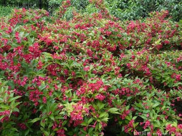 沭陽紅王子錦帶花 沭陽紅王子錦帶花