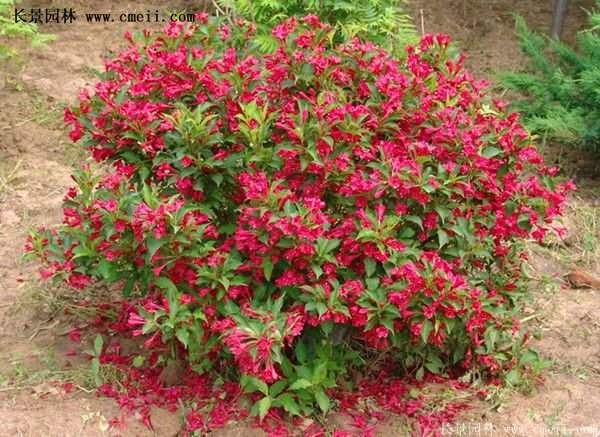 40-70公分高的紅王子錦帶花 40-70公分高的紅王子錦帶花