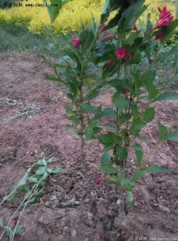 紅王子錦帶工程苗 紅王子錦帶工程苗