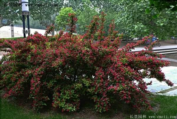 沭陽紅王子錦帶基地照片 沭陽紅王子錦帶基地照片