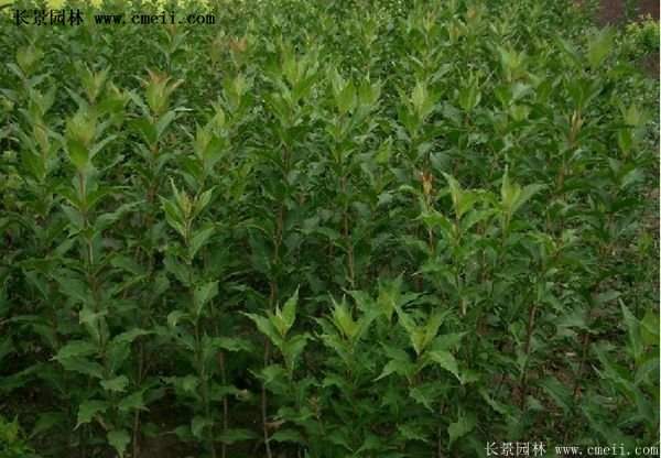 紅王子錦帶花 紅王子錦帶花