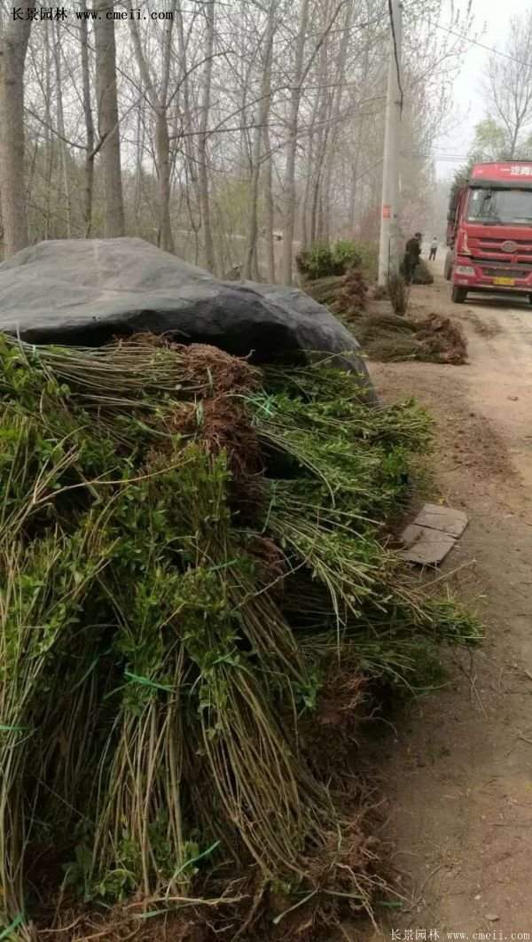 紅王子錦帶花 紅王子錦帶花