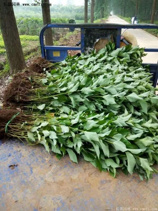 紅瑞木產(chǎn)地 紅瑞木產(chǎn)地