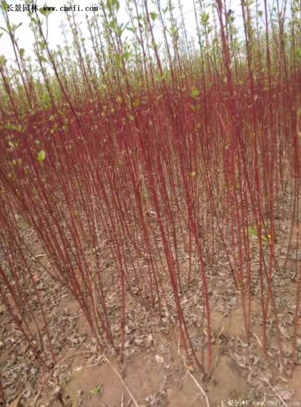 沭陽紅瑞木 沭陽紅瑞木