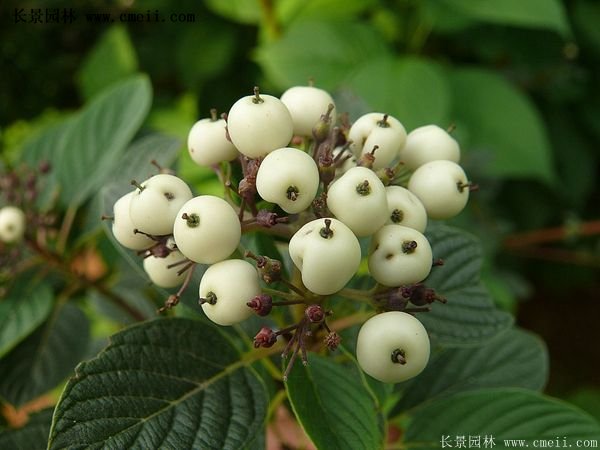 紅瑞木價格 紅瑞木價格