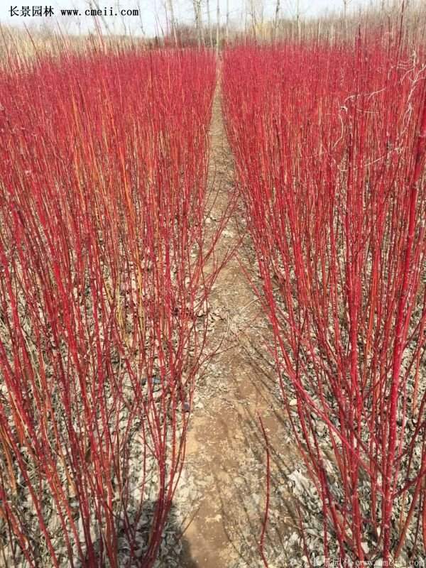 紅瑞木價格 紅瑞木價格