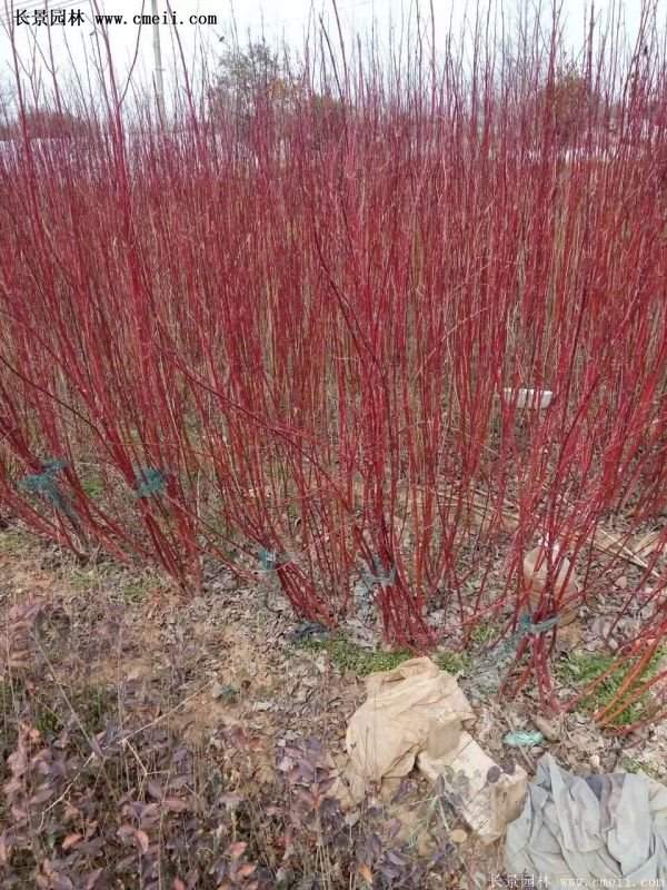 紅瑞木產地 紅瑞木產地
