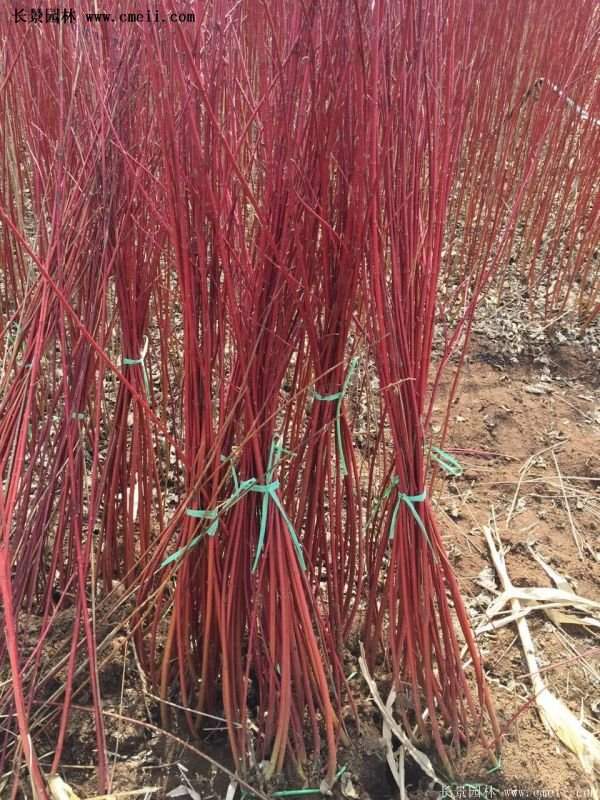 紅瑞木產地 紅瑞木產地