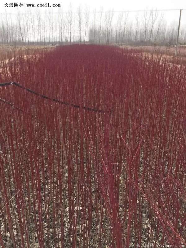 紅瑞木產地 紅瑞木產地