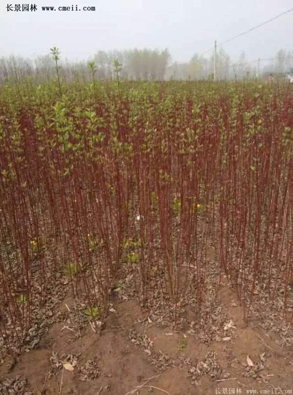 紅瑞木金牌的供應(yīng)商 紅瑞木金牌的供應(yīng)商