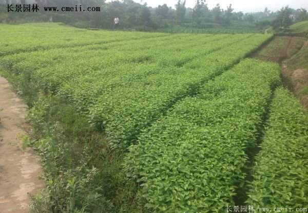 紅瑞木金牌的供應(yīng)商 紅瑞木金牌的供應(yīng)商