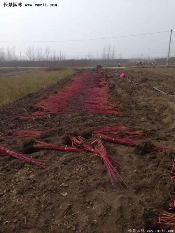 沭陽(yáng)紅瑞木價(jià)格 沭陽(yáng)紅瑞木價(jià)格