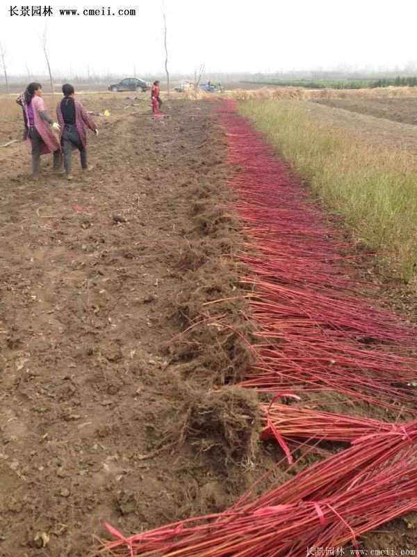 沭陽(yáng)紅瑞木價(jià)格 沭陽(yáng)紅瑞木價(jià)格