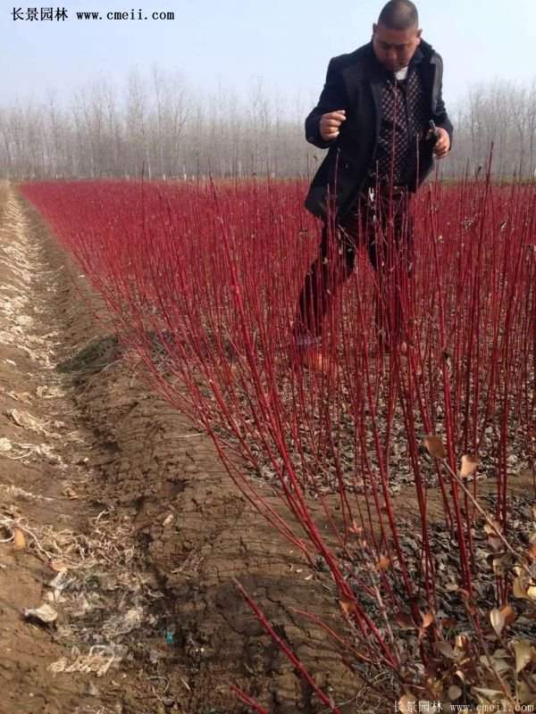 沭陽(yáng)紅瑞木價(jià)格 沭陽(yáng)紅瑞木價(jià)格