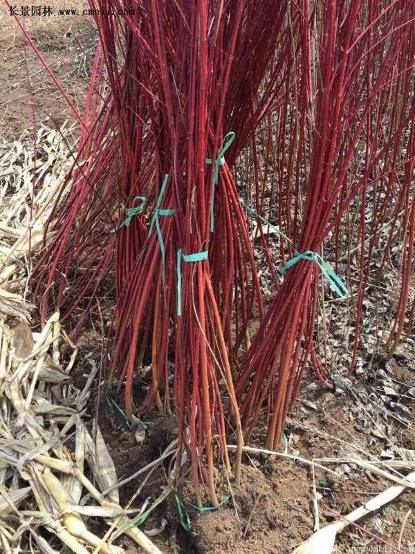 沭陽(yáng)紅瑞木價(jià)格 沭陽(yáng)紅瑞木價(jià)格