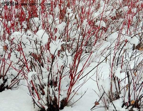 2016紅瑞木 2016紅瑞木