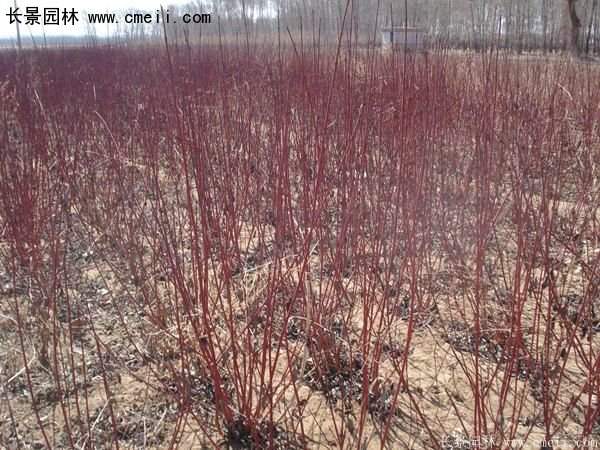 2016紅瑞木 2016紅瑞木