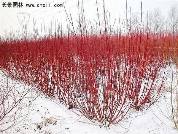 沭陽紅瑞木基地 沭陽紅瑞木基地