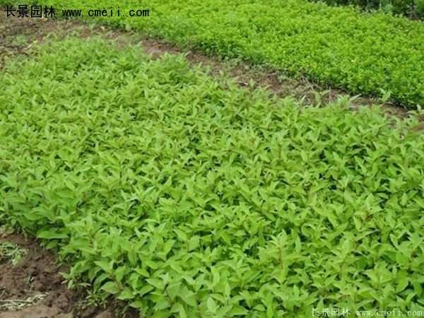 沭陽紅瑞木基地 沭陽紅瑞木基地