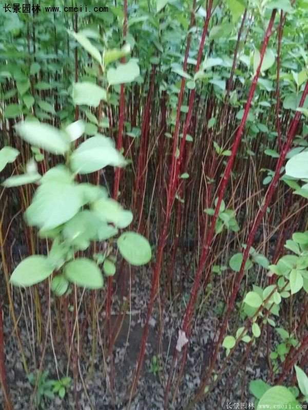 沭陽紅瑞木價格 沭陽紅瑞木價格