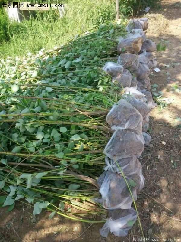 沭陽紅瑞木價格 沭陽紅瑞木價格