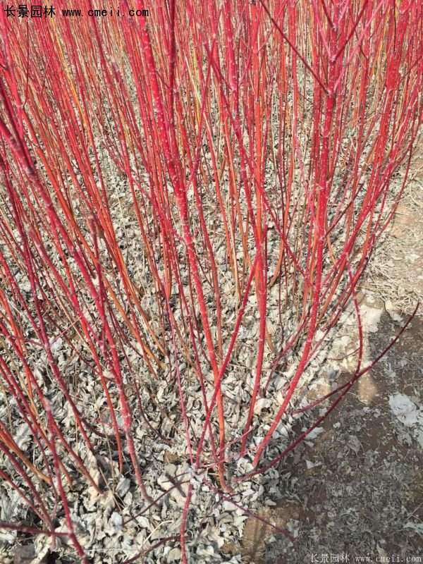 紅瑞木 紅瑞木