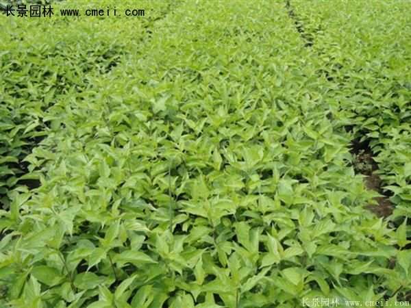 紅瑞木規(guī)格 紅瑞木規(guī)格