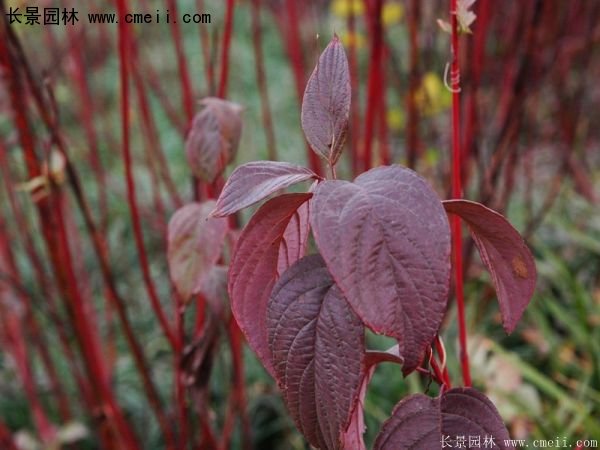 紅瑞木規(guī)格 紅瑞木規(guī)格