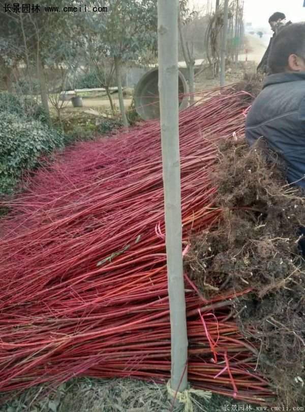 紅瑞木規(guī)格 紅瑞木規(guī)格