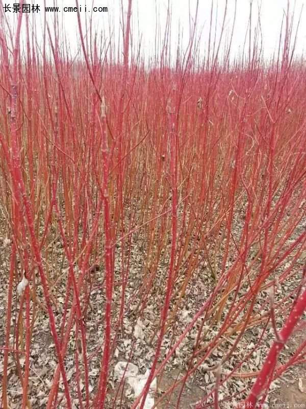 紅瑞木規(guī)格 紅瑞木規(guī)格