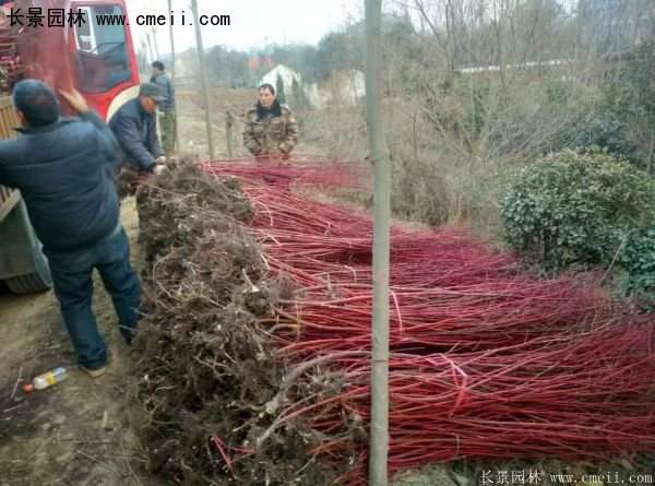 紅瑞木規(guī)格 紅瑞木規(guī)格