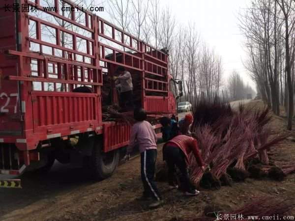 紅瑞木規(guī)格 紅瑞木規(guī)格