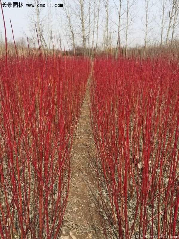 沭陽紅瑞木基地 沭陽紅瑞木基地